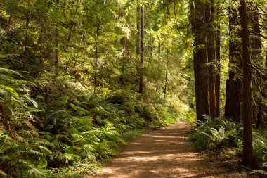 Yol rüzgarlar Mendocino, California geç öğleden sonra güneş ışığı altında çok yüksek Sekoya ağaçları ile hiking