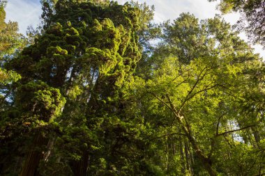 Çok yüksek Sekoya ağaçları Mendocino, California geç öğleden sonra güneş ışığı altında