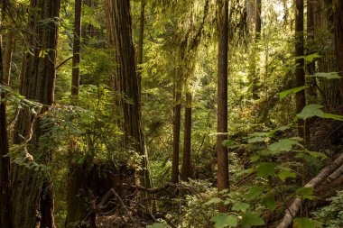 Çok yüksek Sekoya ağaçları Mendocino, California geç öğleden sonra güneş ışığı altında
