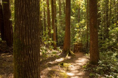 Yol rüzgarlar Mendocino, California geç öğleden sonra güneş ışığı altında çok yüksek Sekoya ağaçları ile hiking