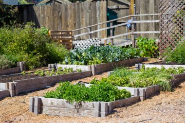 Güzel yaz bahçe Mendocino, Kaliforniya'da evin arka bahçesinde