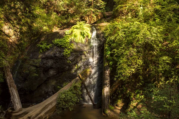 Cachoeira Sob Imponentes Sequoias Final Tarde Luz Solar Mendocino Califórnia — Fotografia de Stock