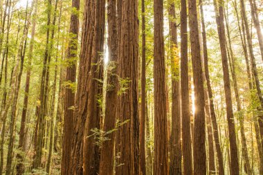 Sabah erken güneş ışığı California sekoya ormandaki ağaçlar arasında
