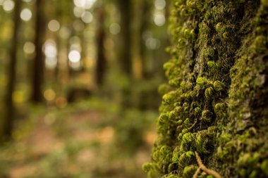 California sekoya ormanda bir ağaç üzerinde büyüyen moss closeup