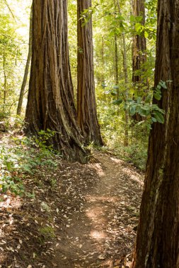Boş hiking trail Kızılağaç ormanında