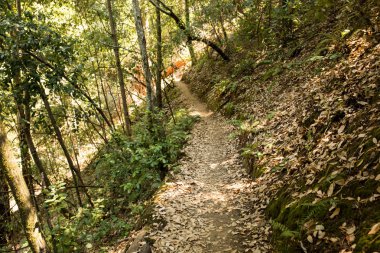 Boş hiking trail Kızılağaç ormanında