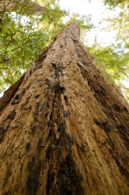 Bir sekoya ormanı gölgelik bakmak