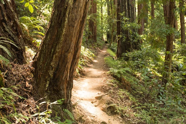 Empty Hiking Trail Redwood Forest — Stock Photo, Image