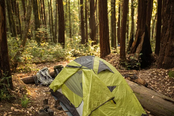 カリフォルニア州のキャンプ場で密なレッドウッドの森の下でテント — ストック写真