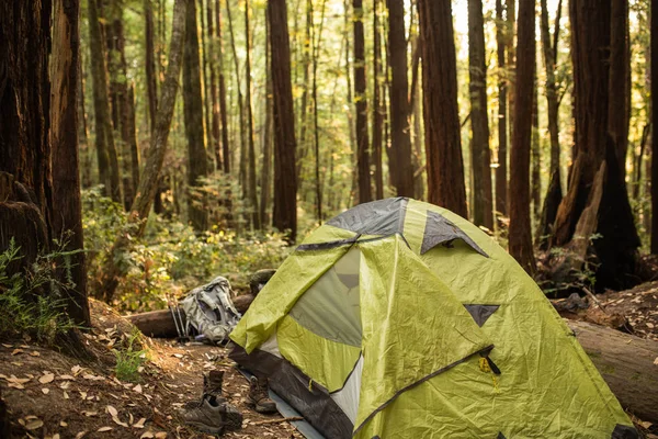 カリフォルニア州のキャンプ場で密なレッドウッドの森の下でテント — ストック写真