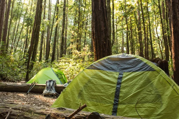 カリフォルニア州のキャンプ場で密なレッドウッドの森の下でテント — ストック写真