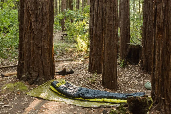 Sátor Alatt Egy Sűrű Redwood Erdőben California Kemping — Stock Fotó