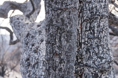 Yanık manzara otoyol 150 yakınındaki göl Casitas boyunca. Sonrasında Thomas ateş.