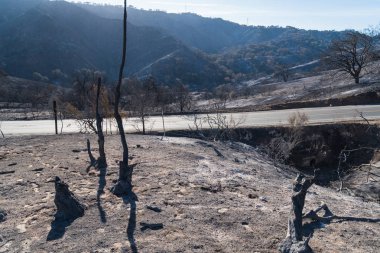 Burned landscape along Highway 150 near Lake Casitas. Aftermath of Thomas Fire. clipart