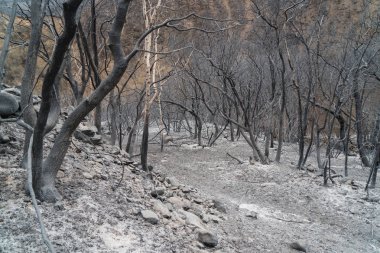 Ojai, Kaliforniya Otoban 33 boyunca Thomas yangında zarar manzara çöpe maruz