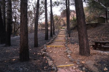 Çam ağaçları ve yürüme yolu Otoban 33 Ojai, Kaliforniya'da boyunca Thomas yangında zarar