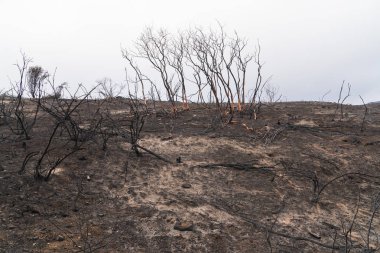Ojai, Kaliforniya Otoban 33 boyunca Thomas yangında zarar manzanita ağaçlar