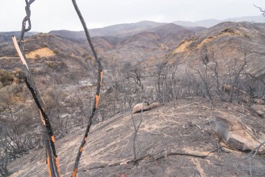 Ojai, Kaliforniya Otoban 33 boyunca Thomas yangında zarar manzara