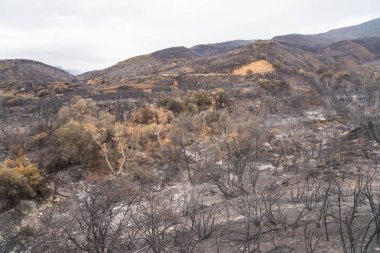 Ojai, Kaliforniya Otoban 33 boyunca Thomas yangında zarar manzara