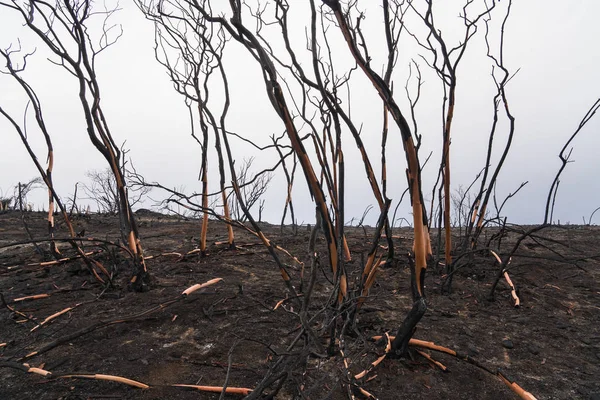 Деревья Манзаниты Поврежденные Пожаром Томаса Вдоль Шоссе Охай Калифорния — стоковое фото