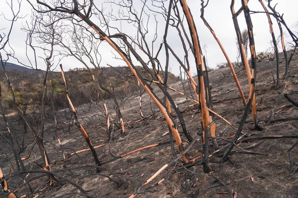 Los Árboles Manzanita Dañados Por Incendio Thomas Largo Carretera Ojai — Foto de Stock