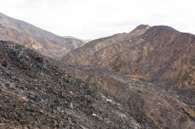 Ojai, Kaliforniya Otoban 33 boyunca Thomas yangında zarar manzara