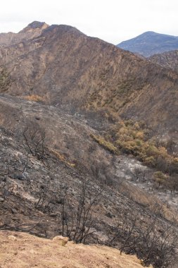 Ojai, Kaliforniya Otoban 33 boyunca Thomas yangında zarar manzara