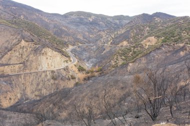 Ojai, Kaliforniya Otoban 33 boyunca Thomas yangında zarar manzara