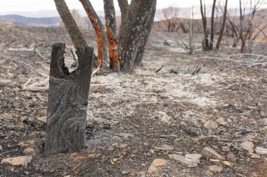 Ojai, Kaliforniya Otoban 33 boyunca Thomas yangında zarar Rose Valley kamp