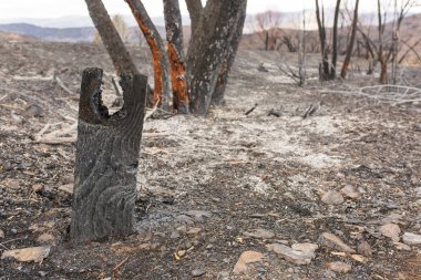 Rose Valley campground damaged by the Thomas Fire along Highway 33 in Ojai, California clipart