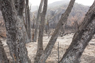 Ojai, Kaliforniya Otoban 33 boyunca Thomas yangında zarar Rose Valley kamp