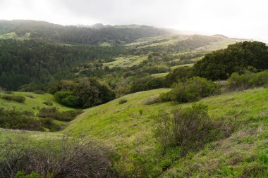 Katır geyiği California çimenli tepe üzerine Monte Bello yağmurlu bir öğleden sonra yürüyüş