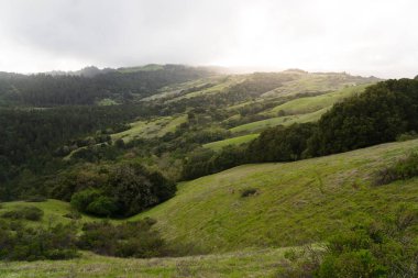 Katır geyiği California çimenli tepe üzerine Monte Bello yağmurlu bir öğleden sonra yürüyüş
