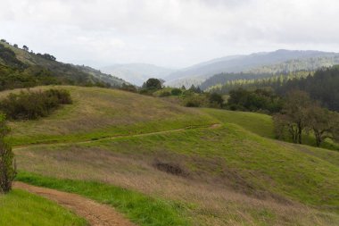 Öğleden sonra güneş ışığı Monte Bello Palo Alto yakınındaki puslu tepelerinde bir sabah yağmur fırtınası'ndan sonra vurur.