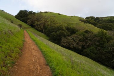 Öğleden sonra güneş ışığı Monte Bello Palo Alto yakınındaki puslu tepelerinde bir sabah yağmur fırtınası'ndan sonra vurur.