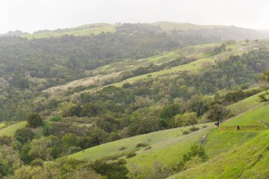 Öğleden sonra güneş ışığı Monte Bello Palo Alto yakınındaki puslu tepelerinde bir sabah yağmur fırtınası'ndan sonra vurur.