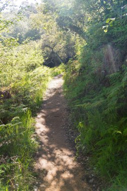 Forested hiking trail on Angel Island in the San Francisco bay in spring clipart