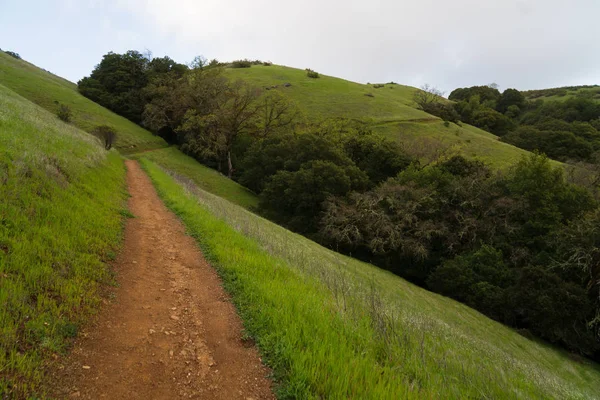Öğleden sonra güneş ışığı Monte Bello Palo Alto yakınındaki puslu tepelerinde bir sabah yağmur fırtınası'ndan sonra vurur.