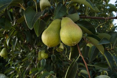 Olgunlaşma armut ağaçları Kaliforniya'da bir çiftlikte büyümek