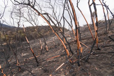 Ojai, Kaliforniya Otoban 33 boyunca Thomas yangında zarar manzanita ağaçlar