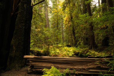 California sekoya ormanı fern kapalı yerde yatan düşmüş ağaçlar