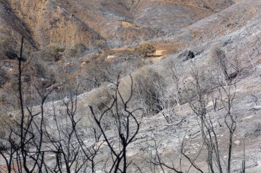 Ojai, Kaliforniya'da Pratt izi boyunca Thomas yangında zarar manzara