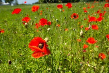 Kırmızı haşhaş yaz hava kırsal bir çiftlikte büyüyen