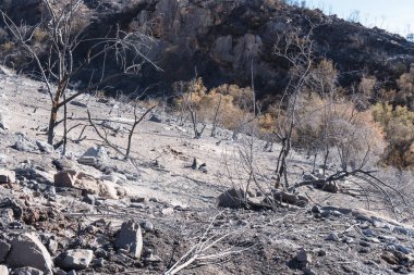 Ojai, Kaliforniya'da Pratt izi boyunca Thomas yangında zarar manzara