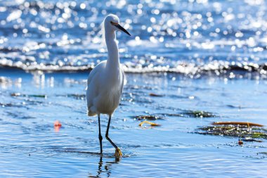 Yiyecek arayan genç snowy balıkçıl Kaliforniya'da bir tidepool içeri girer