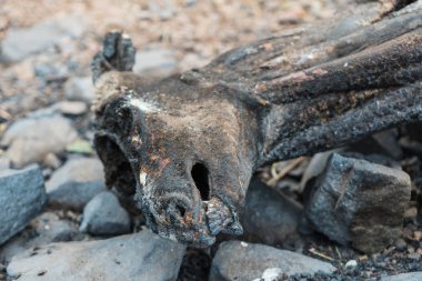 Charred corpse of a deer in landscape damaged by the Thomas Fire along Highway 33 in Ojai, California clipart