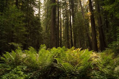 Kalın fern zemin örtüsü altında California yoğun eski büyüme Kızılağaç ormanında