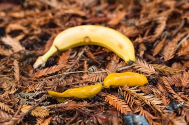 Yere yakın bir gerçek muz meyve muz sümüklü böcek tarar
