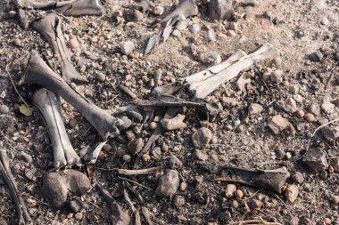 Thomas yangın otoyol 150 boyunca açığa ölü bir hayvan yanmış kemikleri