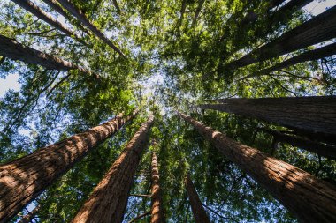 Sekoya ağaçları California dağlarda